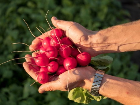 Семена Редис Мечта Алисы F1 1 гр Партнер