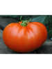 Семена Томат Гордость Сибири 20 шт Сибирский сад