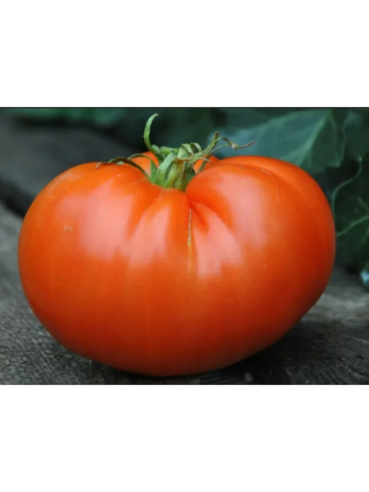 Семена Томат Гордость Сибири 20 шт Сибирский сад