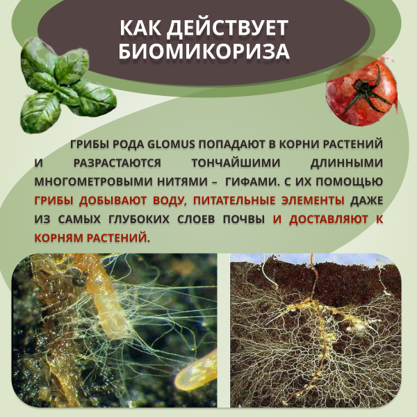 БиоМикориза 20 г, 5шт БиоМикориза 20 г, 5шт