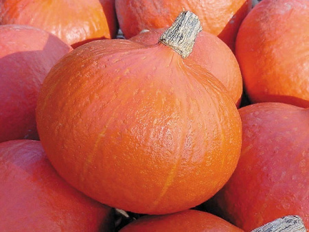 Семена Тыква Учики Кури 10 шт Партнер