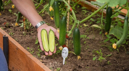 Семена Огурец Кон Амор F1 5 шт Партнер