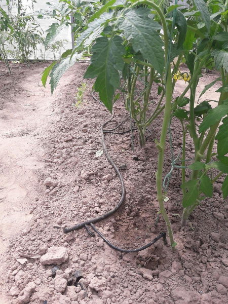 Система капельного полива Синьор Помидор с шаровым таймером