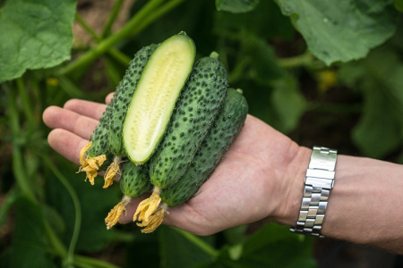 Семена Огурец Эстет F1 5 шт Партнер