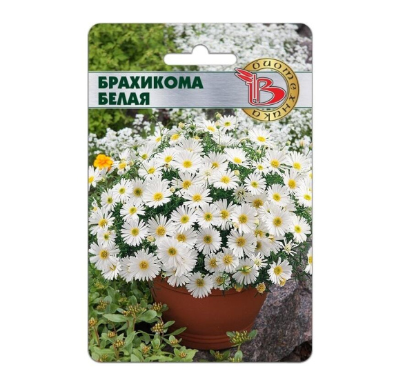 Семена Брахикома Белая АГ Биотехника Семена Брахикома Белая АГ Биотехника