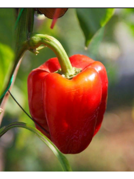 Семена Перец Гордость России 15 шт Сибирский сад, 2 шт