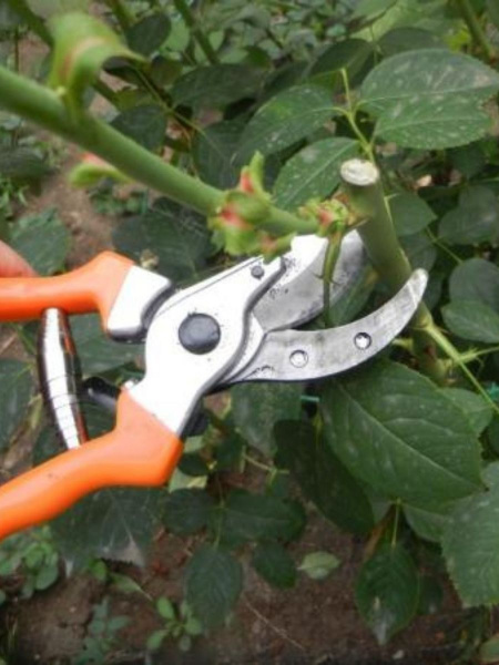 Секатор Цветочный