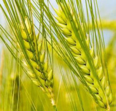 Сидерат Ячмень 800 г Сидерат Ячмень 800 г