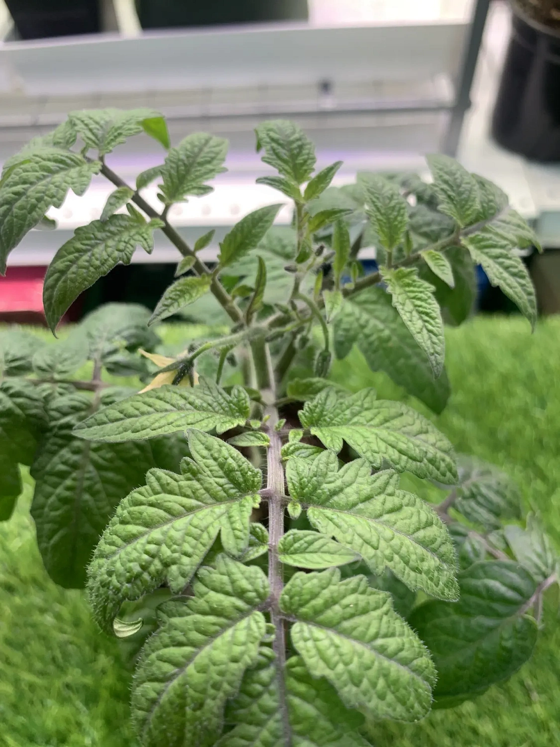 Свежая живая рассада для выращивания на подоконнике - уже в продаже!