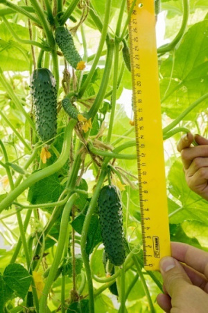 Семена Огурец Эстет F1 5 шт Партнер, 2 шт Семена Огурец Эстет F1 5 шт Партнер, 2 шт