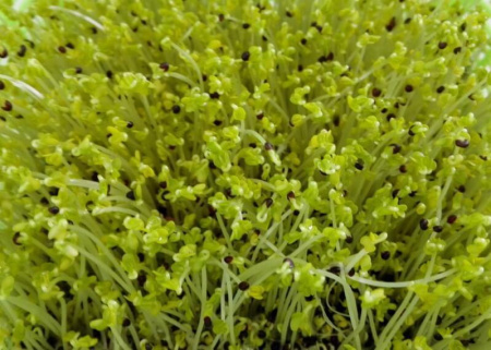 Микрозелень Брюква 75 г