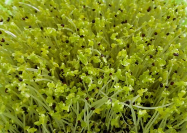 Микрозелень Брюква 75 г