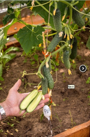 Семена Огурец Фуро F1 5 шт Партнер