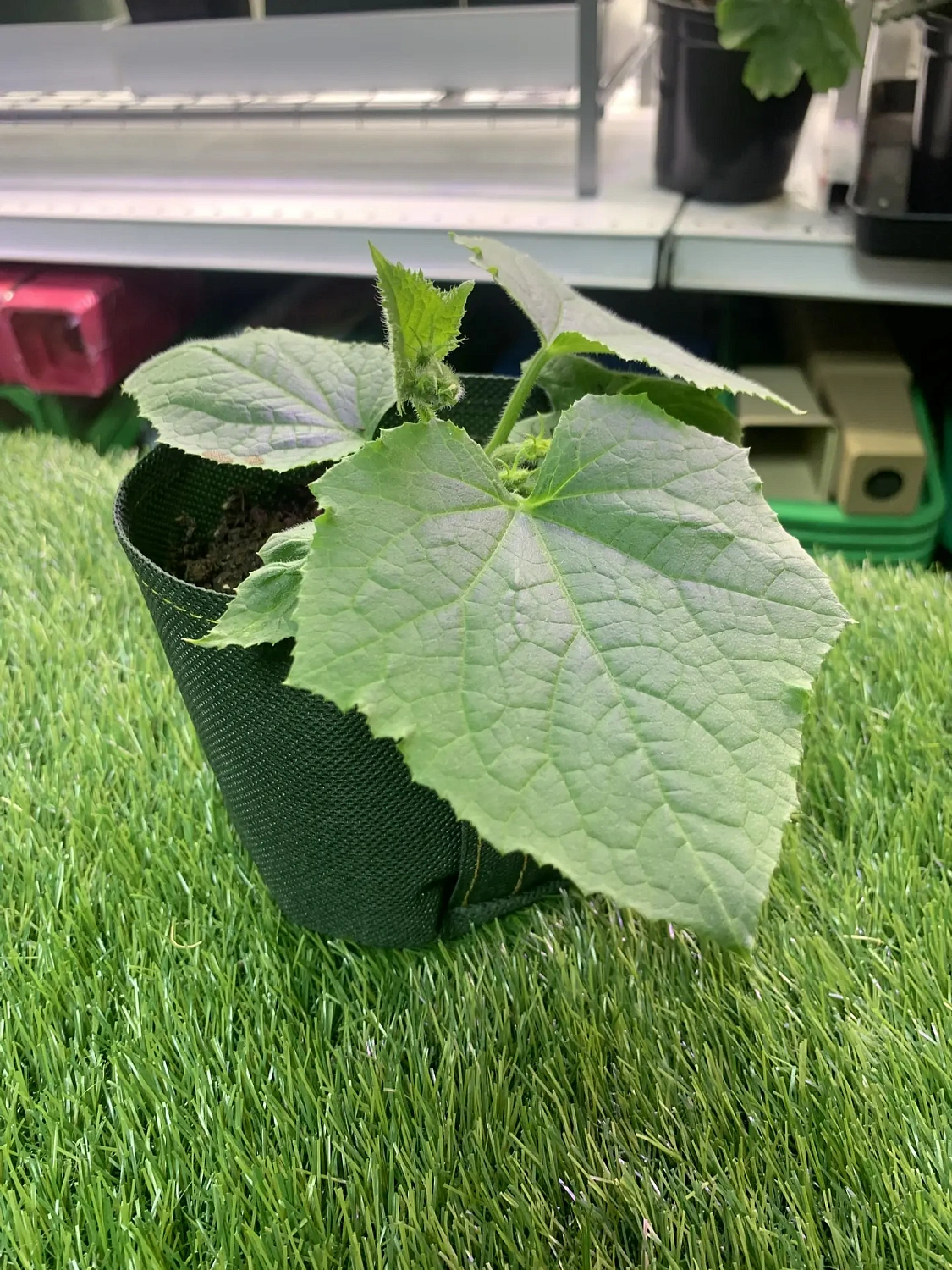 Свежая живая рассада для выращивания на подоконнике - уже в продаже!