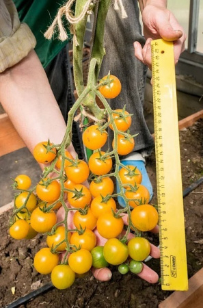 Семена Томат Черри Краски F1 5 шт Партнер