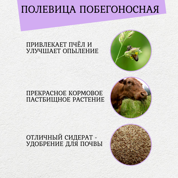 Сидерат Полевица Побегоносная 200 г