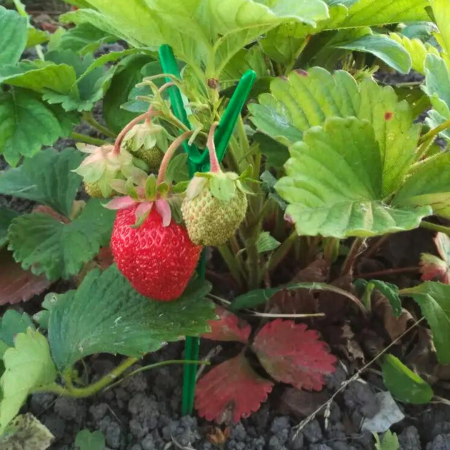 Подставка опора Рогатка для растений и клубники h 24 см, 10 шт Благодатное земледелие