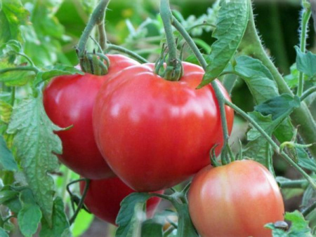 Семена Томат Батяня 20 шт Сибирский сад, набор 5 шт