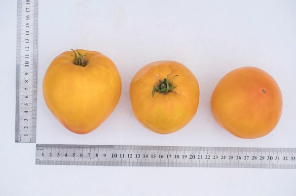 Семена Томат Желтая Империя F1 10 шт Партнер