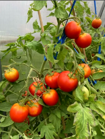 Семена Томат Софа F1 0,05 гр Партнер, набор 2 шт