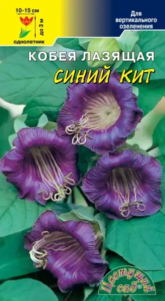 Семена Кобея Синий Кит вьющаяся Цветущий сад