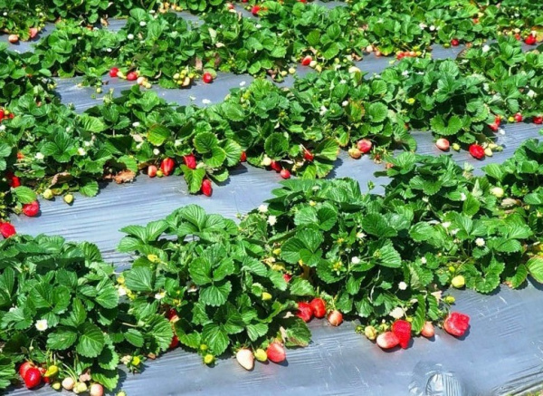 Пленка Светлица мульчирующая Грунт 60 мкм полотно 1,2х10 Черная