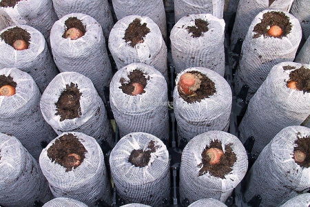 Торфяная таблетка Jiffy-7 Forestry d-50 мм h-95 мм 5 шт Благодатное земледелие (Товары, которые скоро пропадут из магазина)