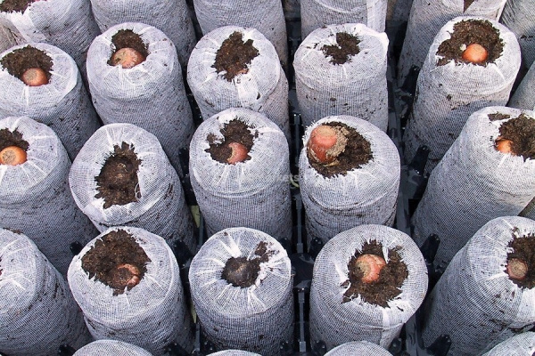 Торфяная таблетка Jiffy-7 Forestry d-50 мм h-95 мм 5 шт Благодатное земледелие Торфяная таблетка Jiffy-7 Forestry d-50 мм h-95 мм 5 шт Благодатное земледелие