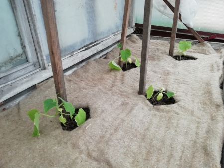 Агрополотно льняное Укрывайка 0,7 х 3 м, 2 шт (Товары, которые скоро пропадут из магазина)