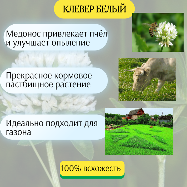 Сидерат Клевер Ползучий Белый 250 г