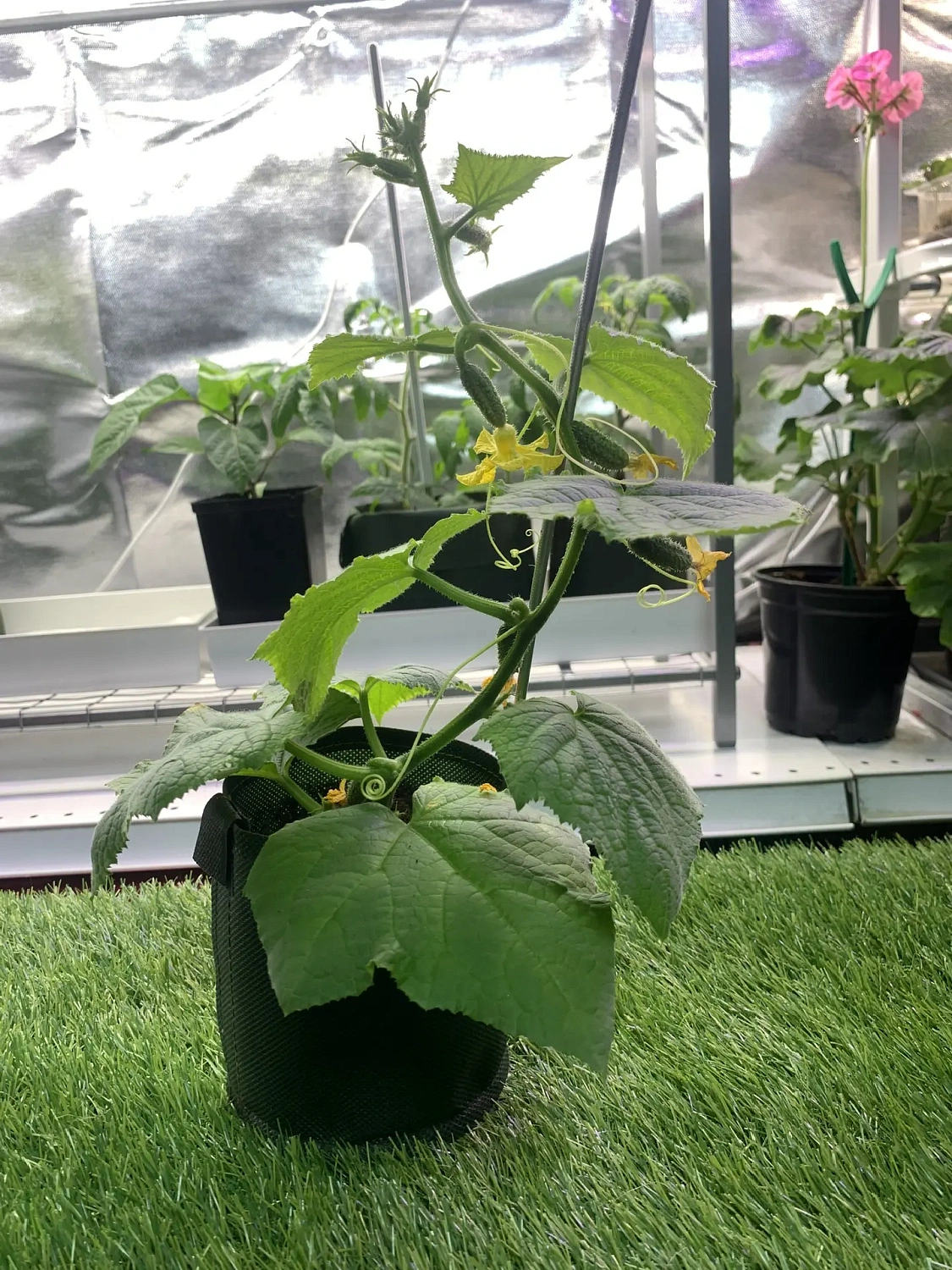 Свежая живая рассада для выращивания на подоконнике - уже в продаже!