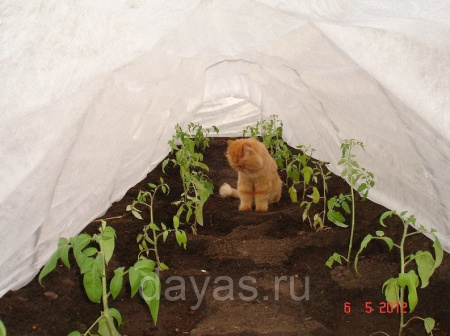 Парник Боровик 4 м