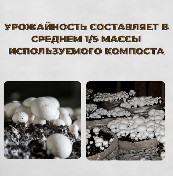 Мицелий грибов Шампиньон белый на субстрате 60 мл