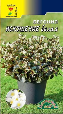 Семена Бегония Искушение Белая смесь Цветущий сад