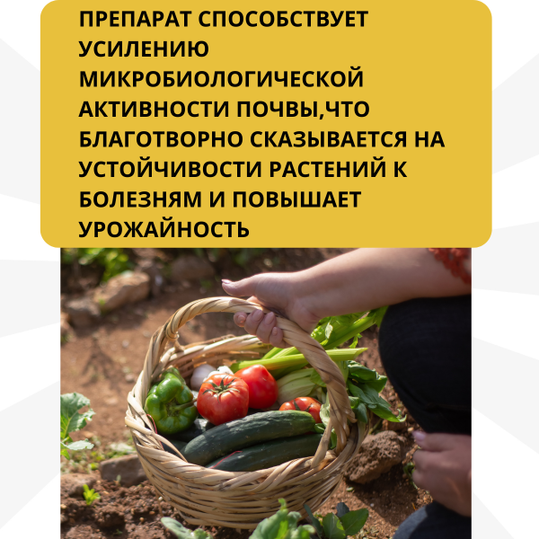 Средство Микорад INSEKTO 1,3 Lecanicillium lecanii для защиты растений от клещей тли белокрылки 50 г