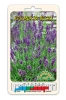 Семена Лаванда Крымская весна Цветущий сад