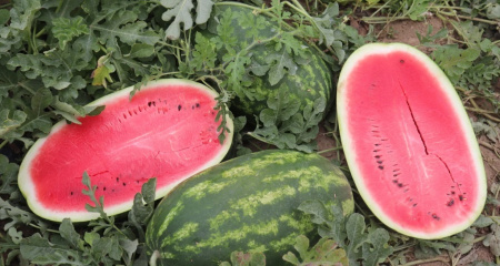 Семена Арбуз Байсан F1 5 шт Партнер