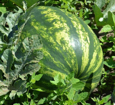 Семена Арбуз Бархан F1 3 шт Сибирский сад, 2 шт Семена Арбуз Бархан F1 3 шт Сибирский сад, 2 шт