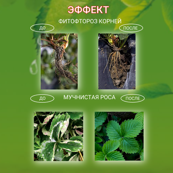 Средство Алирин Б фунгицид от гнилей черной ножки мучнистой росы фитофтороза 20 таблеток