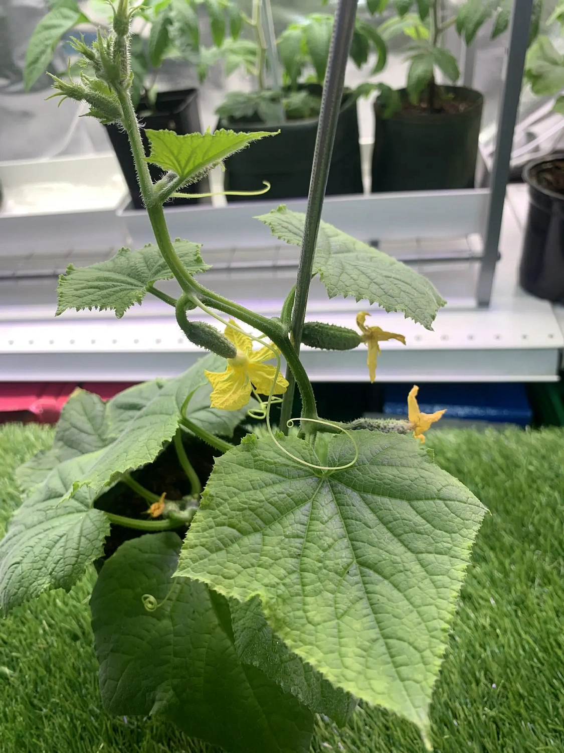 Свежая живая рассада для выращивания на подоконнике - уже в продаже!