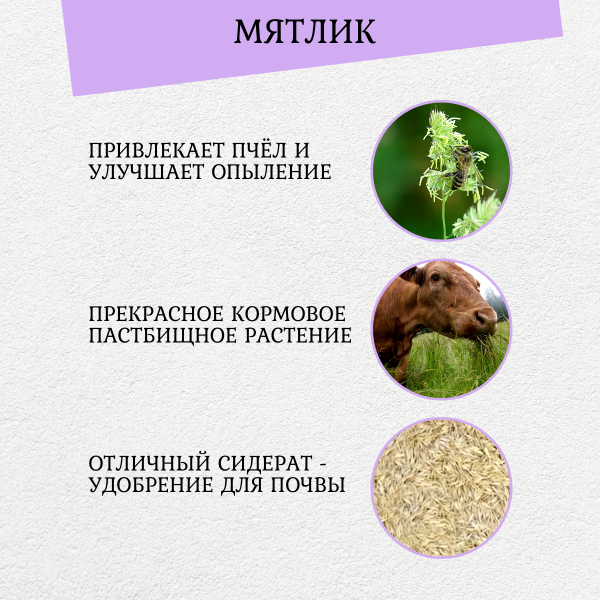 Сидерат Мятлик Луговой 250 г