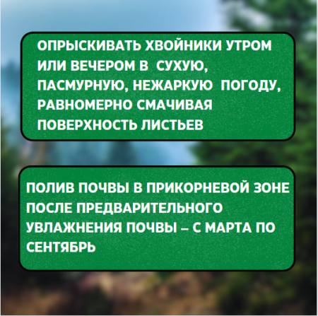 Ортон Хвойная игла 5 г, 3шт