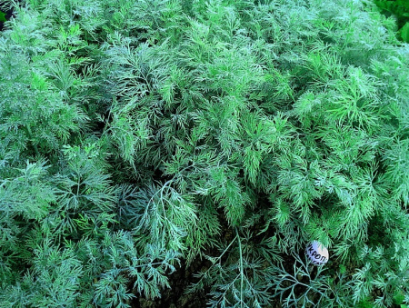 Семена Укроп Аллигатор 2 гр Партнер