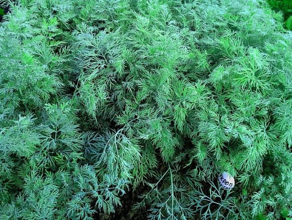 Семена Укроп Аллигатор 2 гр Партнер