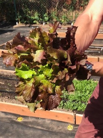 Семена Салат листовой Роселла 1 гр Партнер