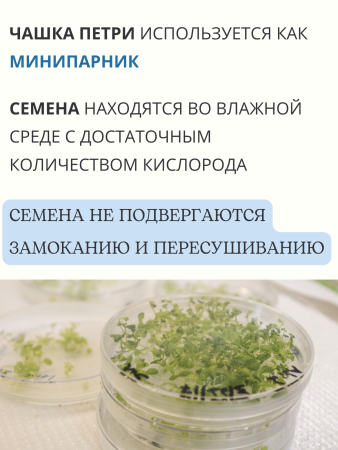 Чашка Петри пластиковая 3 секции D-90 мм