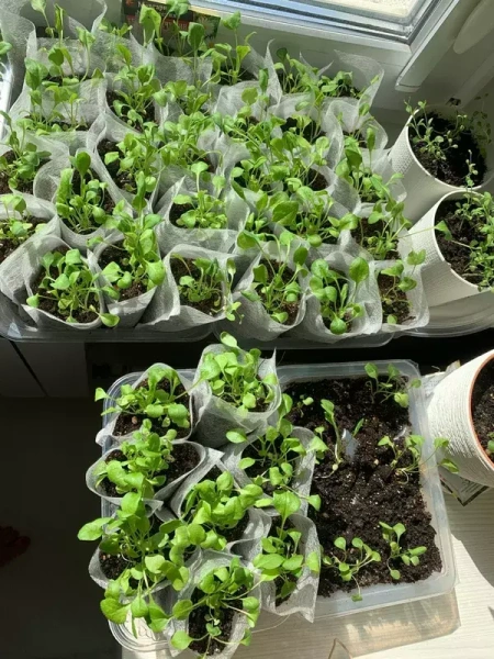 Биоразлагаемые мешочки для рассады 9х10 см, в упаковке 100 шт Благодатное земледелие