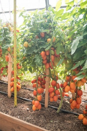 Семена Томат Пламя F1 10 шт Партнер