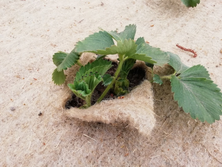 Агрополотно льняное Укрывайка 1 х 1,4 м, 3 шт Благодатное Земледелие