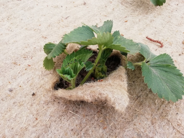 Агрополотно льняное Укрывайка 1 х 1,4 м, 3 шт Благодатное Земледелие